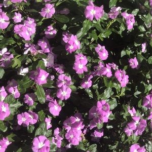 Meet your Posher, Steph